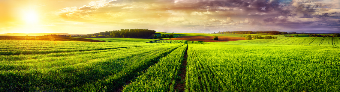 green rolling fields with sunset